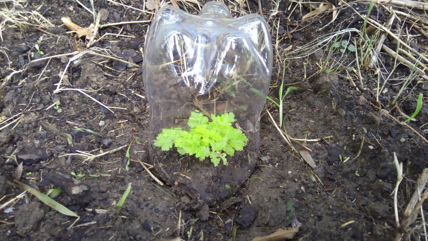 seedling bottle cloche